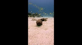 Scorpionfish Take a Stroll on the Sea Floor
