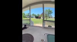 Delivery Driver Greeted By Friendly Dog