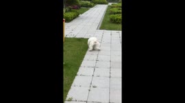 Watch this Playful dog hops and wiggles like dancing