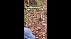 Cute anteater totally unbothered by tourists in Costa Rica rainforest