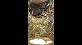 Watch and listen to this incredible moment as a Starling lays an egg in its nest