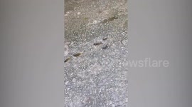 Baffled man watches fish crossing road during rain storm