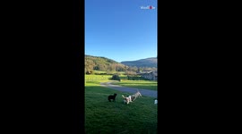 Friendship knows no flocks: Lamb charges into the heart of a canine romp