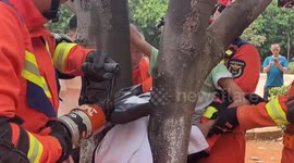 Playful kid got stuck in the branches after chasing a squirrel