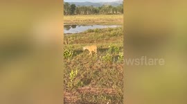 Scared stray dog with plastic container stuck around head rescued