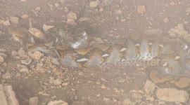 Python hiding under house rescued