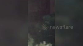 Bear entered the residential area in northern India, rescued