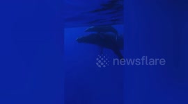 Amazing moment a whale shows her newborn calf off to kayakers