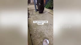 Cat owner discovers his pet's secret life after fitting it with a collar camera