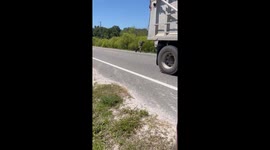 Kindness meets claws: Man's roadside rescue attempt takes a wild turn