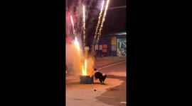 Curious pup's playful encounter: a firework fascination