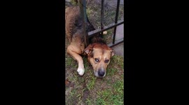 Neighbour's dog freed from fence by good Samaritan