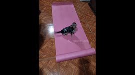 Dog's unconventional use of exercise mat: butt-scratching behavior caught on camera