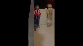 Child and dog share magical fireworks moment on balcony