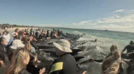 Australia: Mass Stranding Of Pilot Whales At Toby’s Inlet Near Dunsborough 2