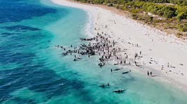 Australia: Mass Stranding Of Pilot Whales At Toby’s Inlet Near Dunsborough