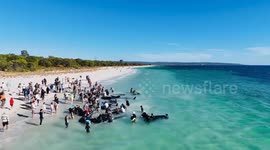 Australia: Mass Stranding Of Pilot Whales At Toby’s Inlet Near Dunsborough 8