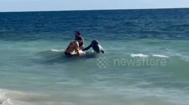Australia: Mass Stranding Of Pilot Whales At Toby’s Inlet Near Dunsborough 7