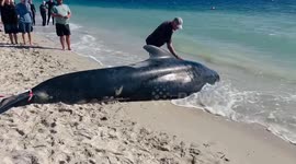 Australia: Mass Stranding Of Pilot Whales At Toby’s Inlet Near Dunsborough 6