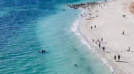 Australia: Mass Stranding Of Pilot Whales At Toby’s Inlet Near Dunsborough 5