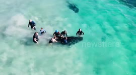 Australia: Mass Stranding Of Pilot Whales At Toby’s Inlet Near Dunsborough 4