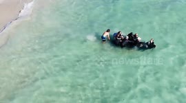 Australia: Mass Stranding Of Pilot Whales At Toby’s Inlet Near Dunsborough 3