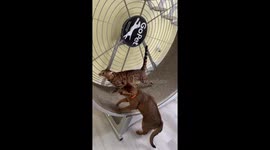 Cat Does Front Legs Day At Gym