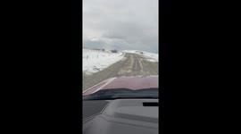 Grizzly Bear With Cubs Charges Truck on Rural Road