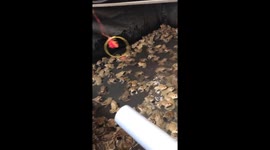 Frogs jump through acrobatic rings like professional circus performers