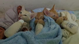 Kittens snuggle on bed while drinking milk