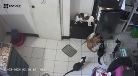 Pet cats stealthily open fridge door to steal snacks