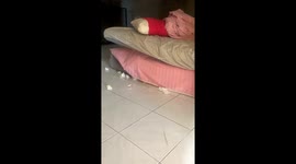 Naughty pet raccoon tears mattress to pieces