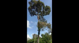 Skilled labor: Durian tree climbing experts harvest hundreds of fruits per day