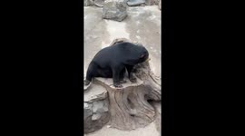 Zoogoers visit bears with funny-looking face in China