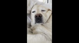 Yellow Lab Smacks Lips During Naptime