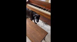 Piano-paw-sal: Billy the dog demands musical serenade