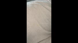Yellow Dots From Leaking Weiner