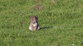 Wild triumph: Bobcat's successful hunt captured in Point Reyes