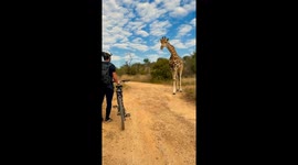 Cyclists' incredible encounter with curious giraffe at national park in east Africa