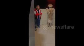 China: Child and dog share magical fireworks moment on balcony in Guangdong