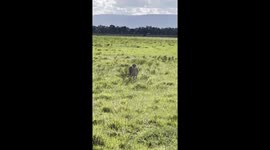 Go on a safari in Africa to meet amazing wild animals