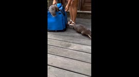 Otter introduction turns tense in Bali