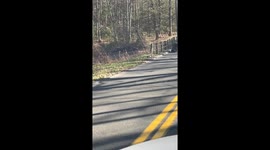 Bear family's woodland stroll interrupts traffic in Simsbury