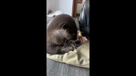 Pet Otters Steal Cash