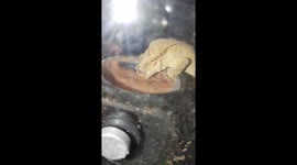 Hilarious foodie gecko gets absolutely lost in her food, shoving her whole face in