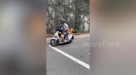 Three Shiba Inu dogs ride together on scooter