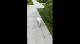 Playful pet dog hops and wiggles in China