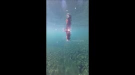 Golden retriever's jaw-dropping diving feats stun in southern China