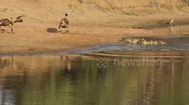 Crocodile almost turns pack of wild dogs into meal after launching at them at water hole