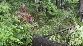 US: Thunderstorm Downs Large Tree In Little Rock, Arkansas